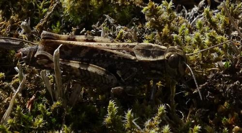 Calliptamus sp.